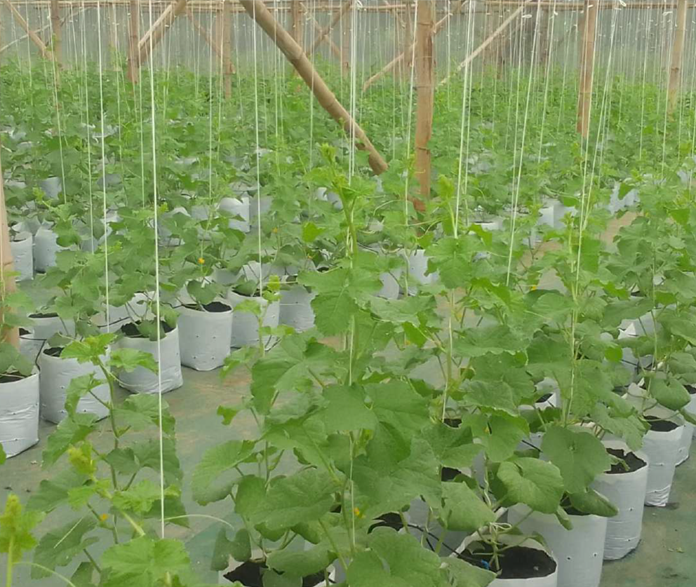 portofolio sedayulawas 3